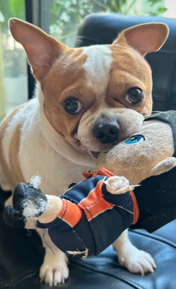 測試-幼兒組-李大同